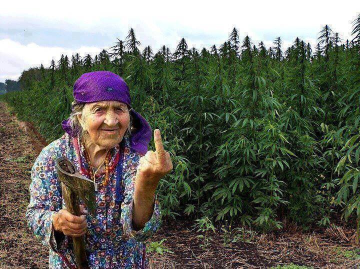 Photo:  Bad Ass Marijuana Grandma